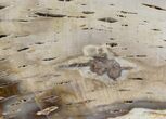 Petrified Wood Slab (Bald Cypress) - Saddle Mountain, WA #41874-1